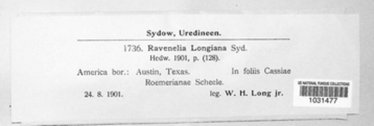 Ravenelia longiana image